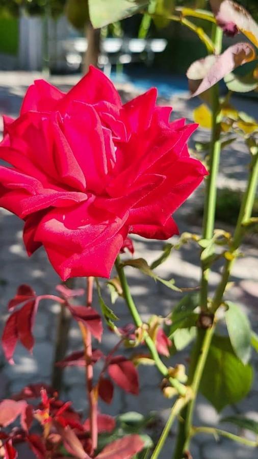 Гостевой Дом Асель Cholpon-Ata Ngoại thất bức ảnh