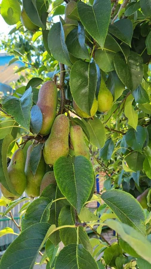 Гостевой Дом Асель Cholpon-Ata Ngoại thất bức ảnh